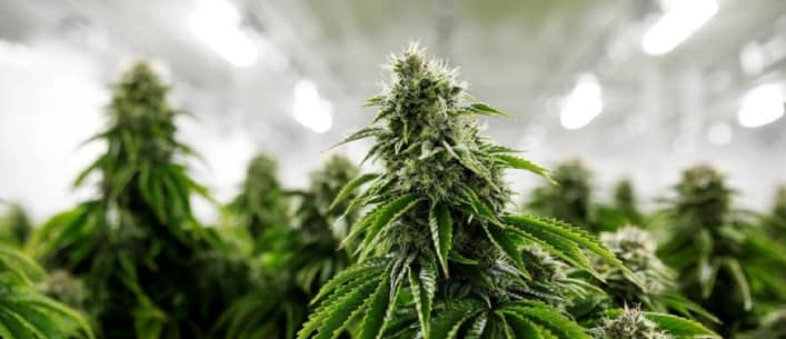 marijuana