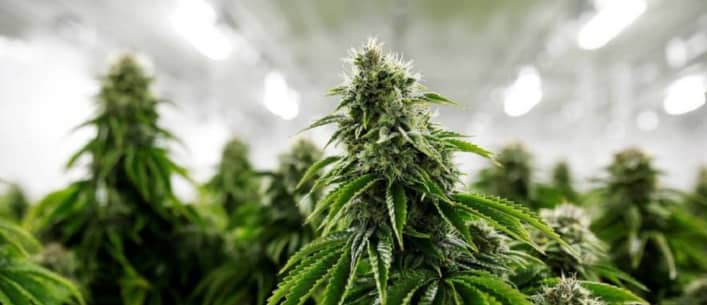 marijuana
